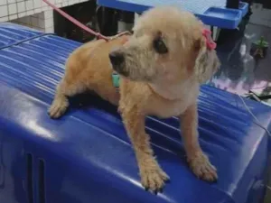 Cachorro raça Poodle idade 6 ou mais anos nome Nina