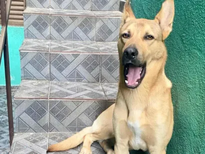 Cachorro raça SRD-ViraLata idade 2 a 6 meses nome Bolota