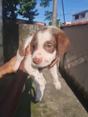 Cachorro raça SRD-ViraLata idade 2 a 6 meses nome Ainda não coloquei nomes 