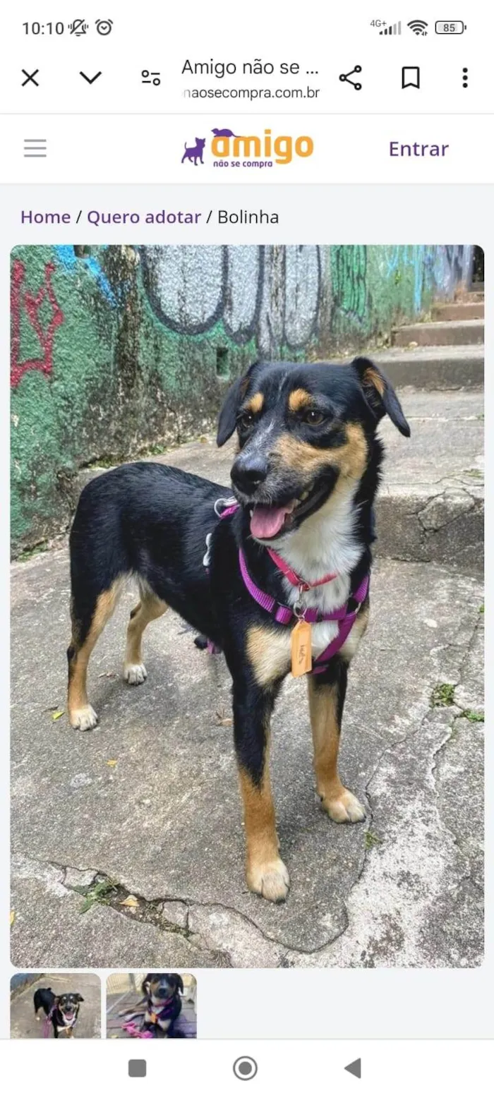 Cachorro ra a SRD-ViraLata idade 2 anos nome Bolinha 