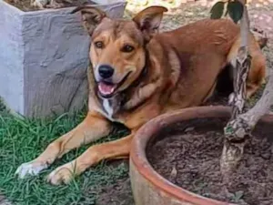 Cachorro raça SRD-ViraLata idade 4 anos nome Marley 