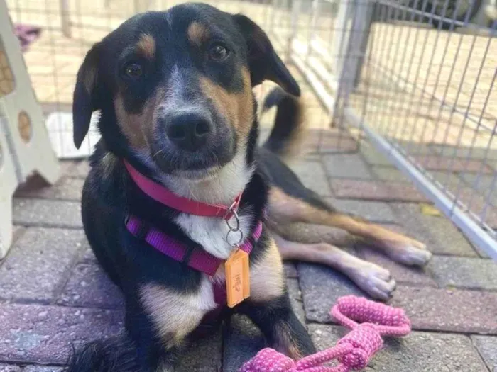 Cachorro ra a SRD-ViraLata idade 2 anos nome Bolinha 