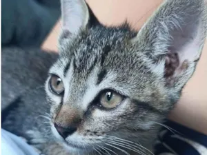 Gato raça SRD-ViraLata idade 2 a 6 meses nome Gatinha 