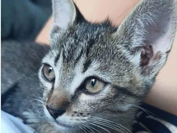 Gato ra a SRD-ViraLata idade 2 a 6 meses nome Gatinha 