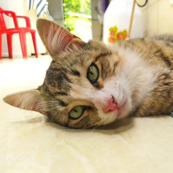 Gato ra a SRD-ViraLata idade 1 ano nome Jorge
