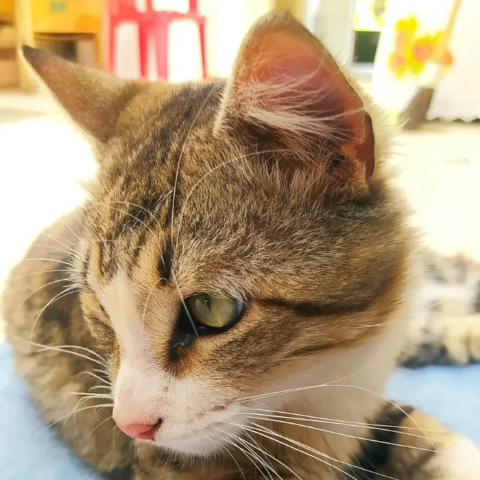 Gato ra a SRD-ViraLata idade 1 ano nome Jorge