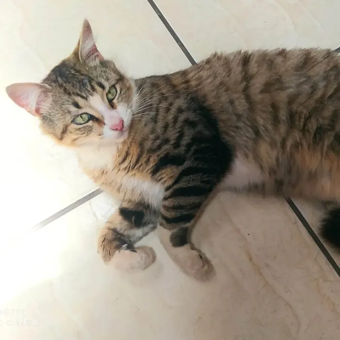 Gato ra a SRD-ViraLata idade 1 ano nome Jorge