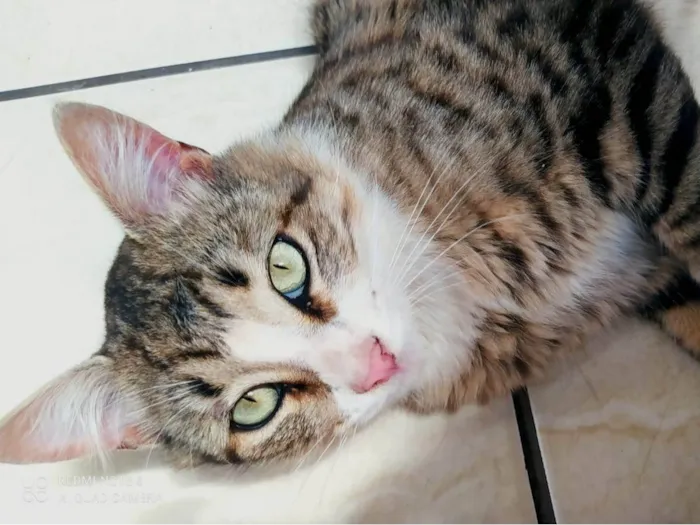 Gato ra a SRD-ViraLata idade 1 ano nome Jorge