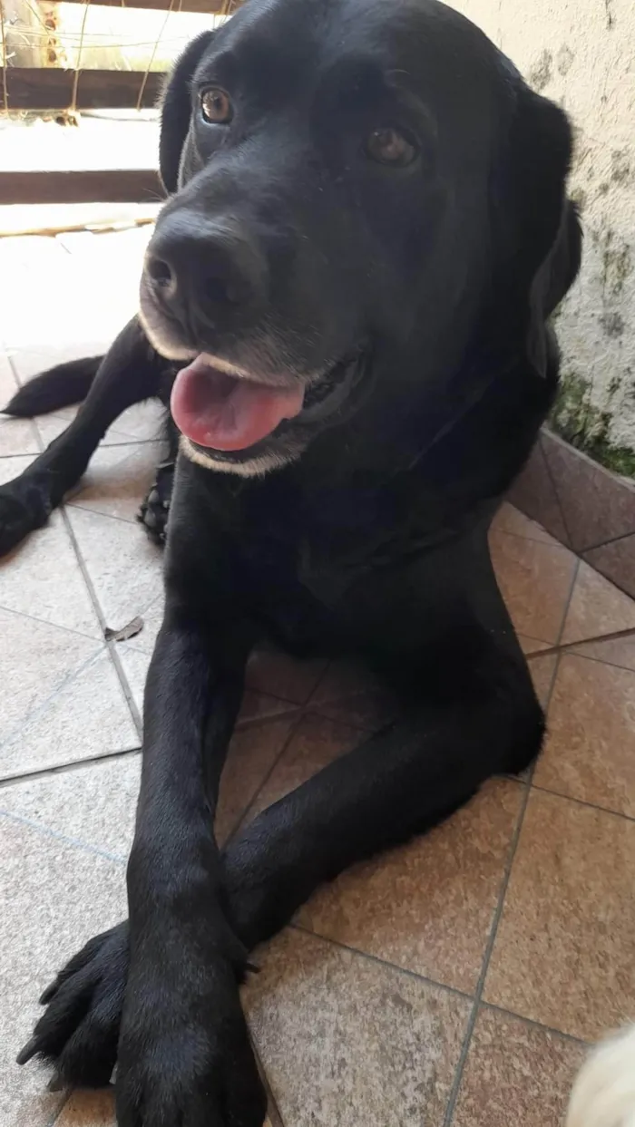 Cachorro ra a Labrador idade 6 ou mais anos nome Mike 