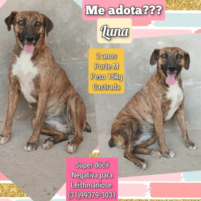 Cachorro ra a SRD-ViraLata idade 2 anos nome Luna