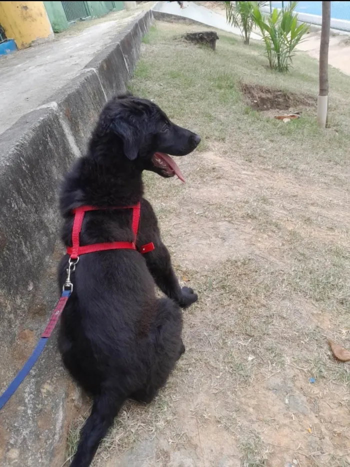 Cachorro ra a SRD-ViraLata idade 2 a 6 meses nome Lucky