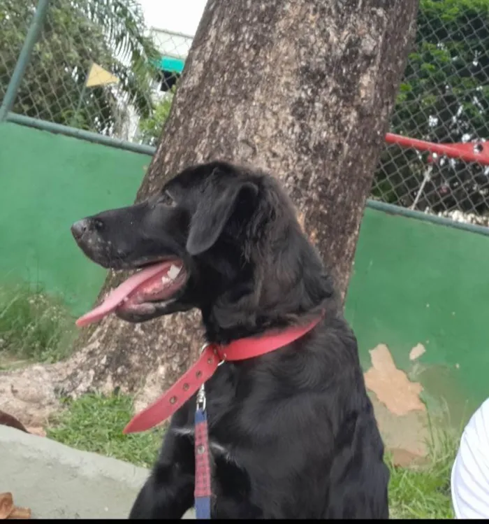 Cachorro ra a SRD-ViraLata idade 2 a 6 meses nome Lucky