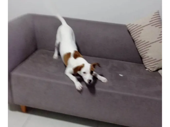 Cachorro ra a SRD-ViraLata idade 2 a 6 meses nome Felix