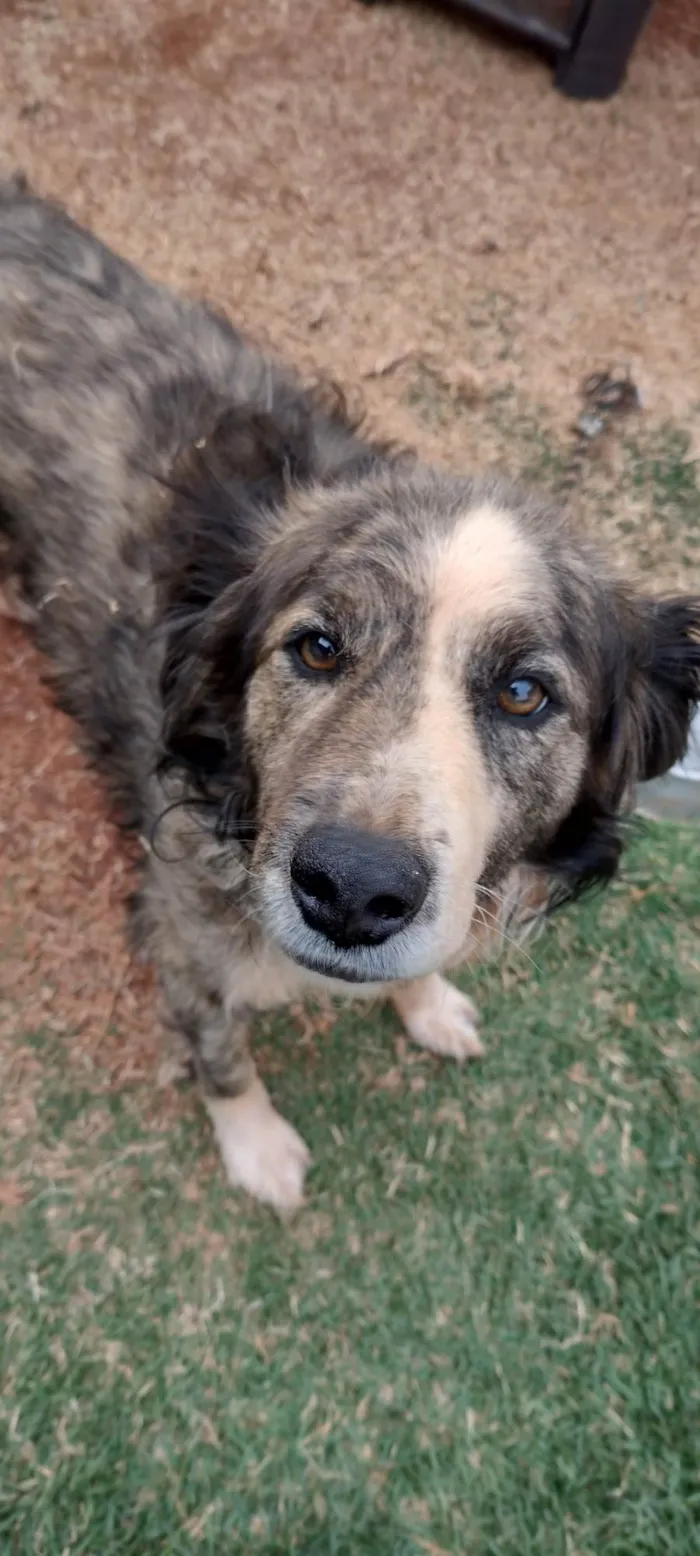 Cachorro ra a SRD-ViraLata idade 5 anos nome Bob