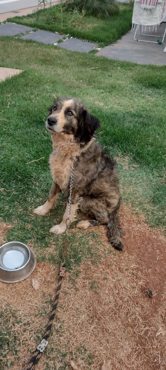 Cachorro ra a SRD-ViraLata idade 5 anos nome Bob