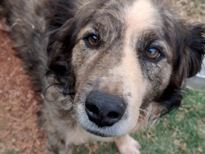 Cachorro ra a SRD-ViraLata idade 5 anos nome Bob