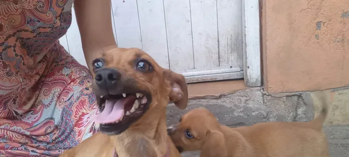 Cachorro ra a Pinscher idade 2 anos nome Zoe