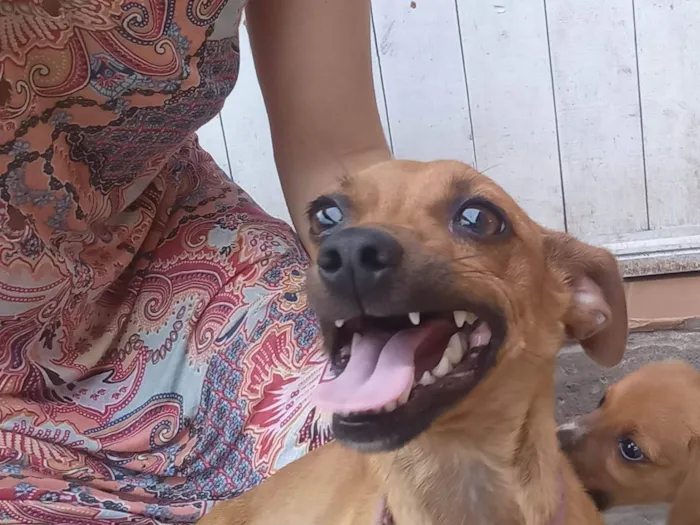 Cachorro ra a Pinscher idade 2 anos nome Zoe