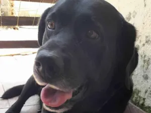 Cachorro raça Labrador idade 6 ou mais anos nome Mike 