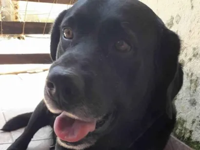 Cachorro raça Labrador idade 6 ou mais anos nome Mike 