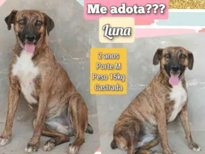 Cachorro raça SRD-ViraLata idade 2 anos nome Luna