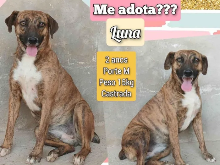 Cachorro ra a SRD-ViraLata idade 2 anos nome Luna