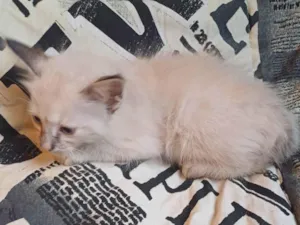 Gato raça Siamês idade Abaixo de 2 meses nome Mix persa siames adocoa