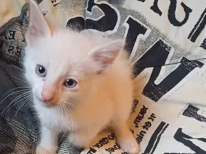 Gato raça Siamês idade Abaixo de 2 meses nome Siames branco olhos azuis adocoa