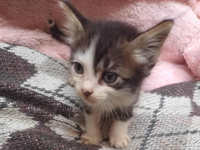 Gato ra a Persa idade Abaixo de 2 meses nome Mix persa adocao