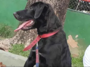 Cachorro raça SRD-ViraLata idade 2 a 6 meses nome Lucky