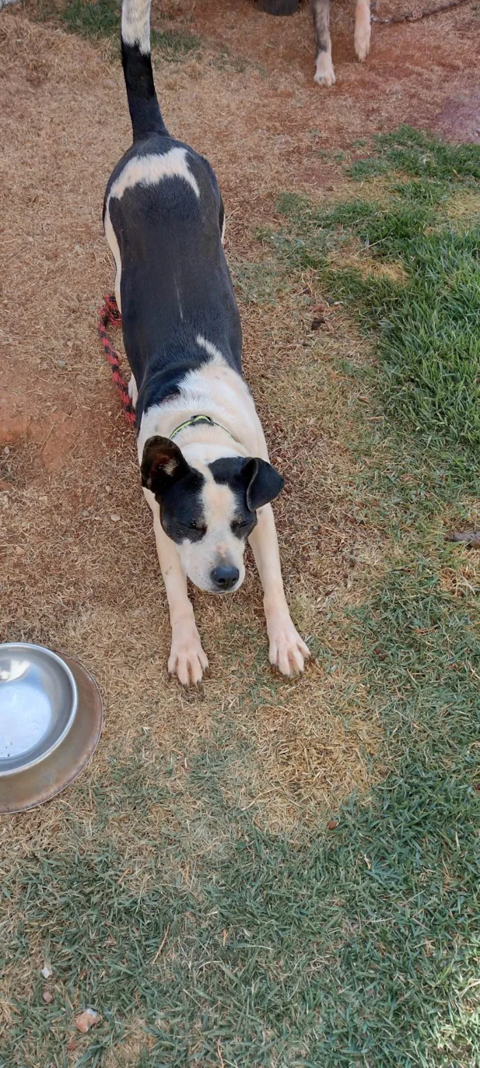 Cachorro ra a SRD-ViraLata idade 4 anos nome Crystal