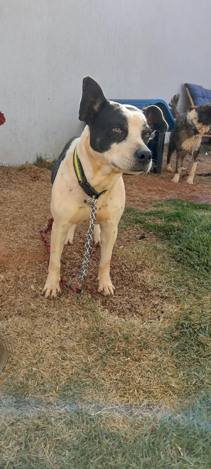 Cachorro ra a SRD-ViraLata idade 4 anos nome Crystal