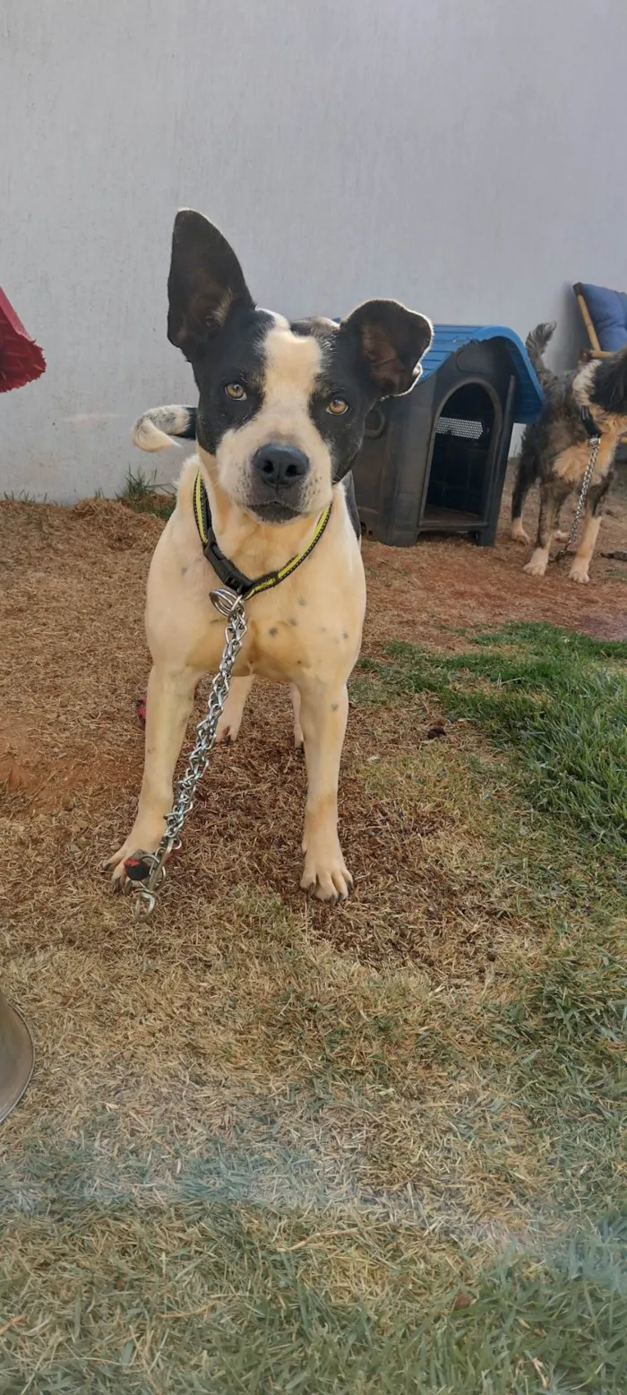 Cachorro ra a SRD-ViraLata idade 4 anos nome Crystal