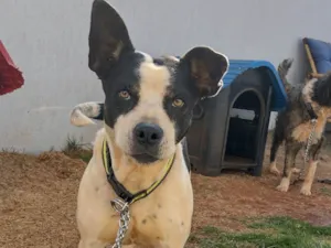 Cachorro raça SRD-ViraLata idade 4 anos nome Crystal