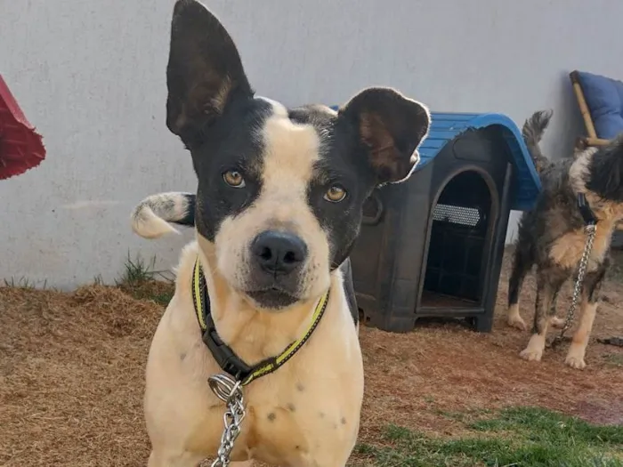 Cachorro ra a SRD-ViraLata idade 4 anos nome Crystal