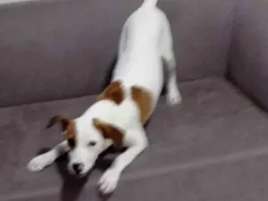 Cachorro raça SRD-ViraLata idade 2 a 6 meses nome Felix