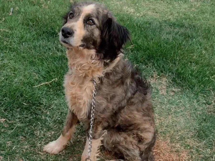 Cachorro ra a SRD-ViraLata idade 5 anos nome Bob