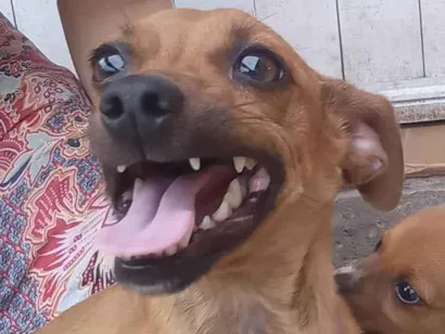 Cachorro raça Pinscher idade 2 anos nome Zoe