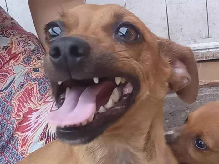 Cachorro ra a Pinscher idade 2 anos nome Zoe