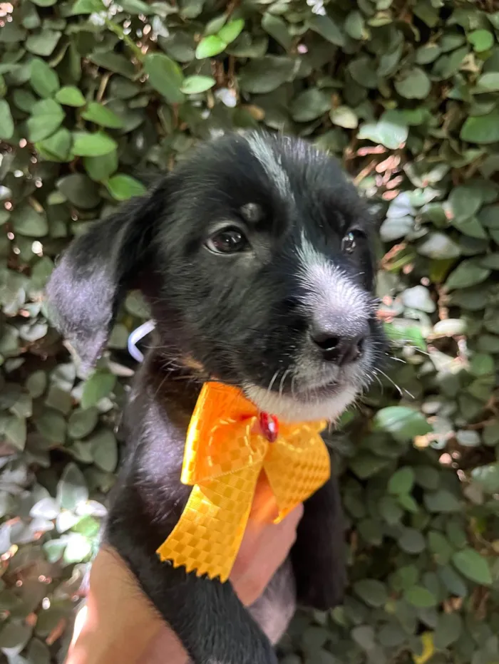 Cachorro ra a SRD-ViraLata idade 2 a 6 meses nome Paloma