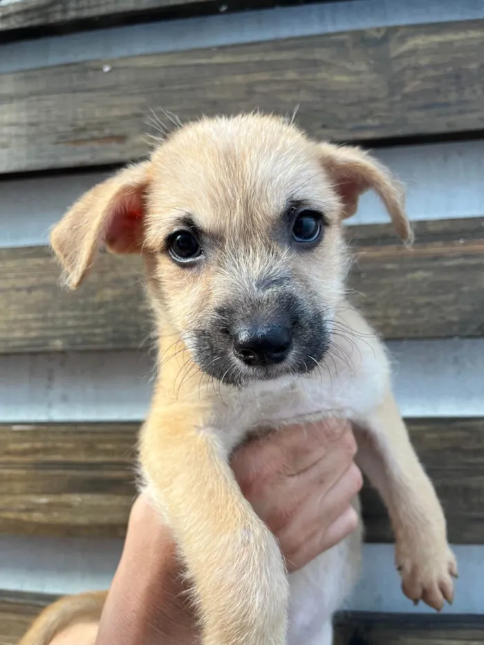 Cachorro ra a SRD-ViraLata idade 2 a 6 meses nome Paula