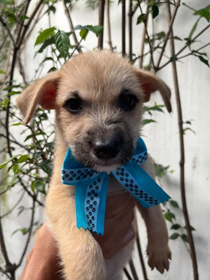 Cachorro ra a SRD-ViraLata idade 2 a 6 meses nome Paula