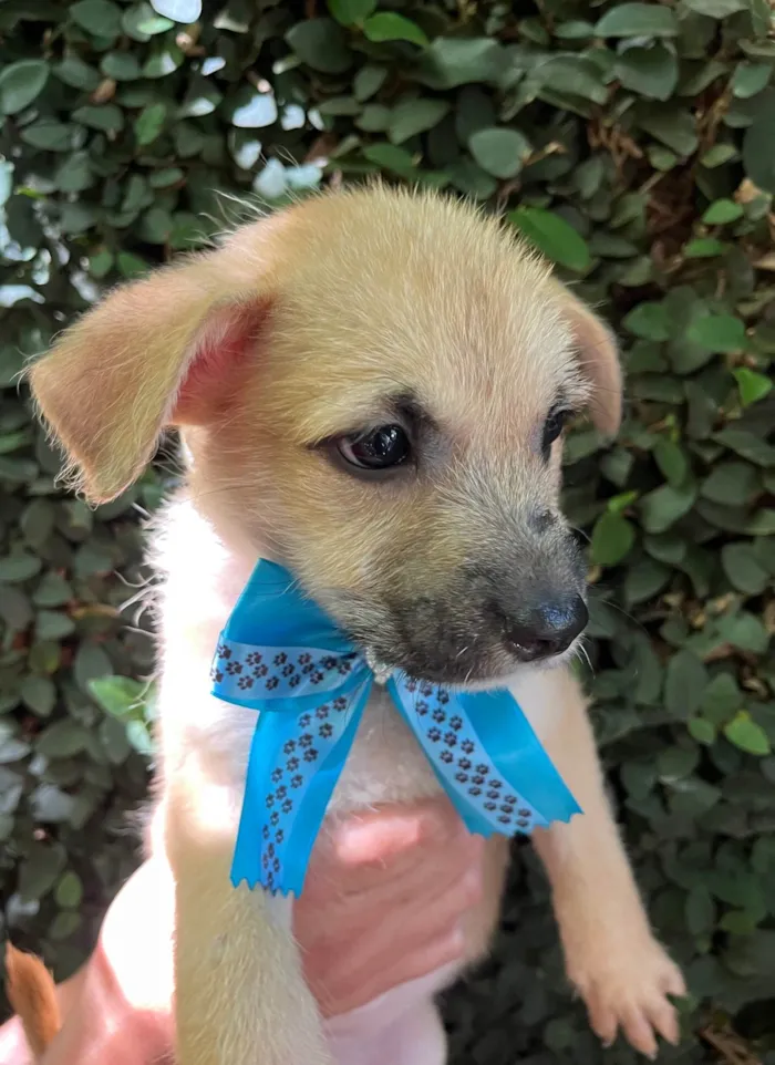 Cachorro ra a SRD-ViraLata idade 2 a 6 meses nome Paula