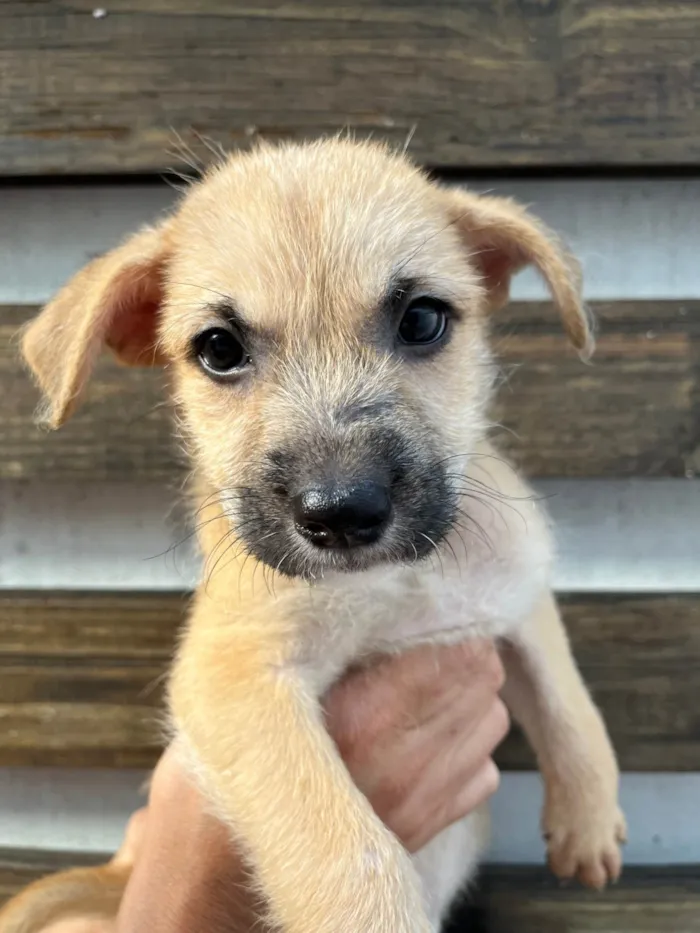 Cachorro ra a SRD-ViraLata idade 2 a 6 meses nome Paula