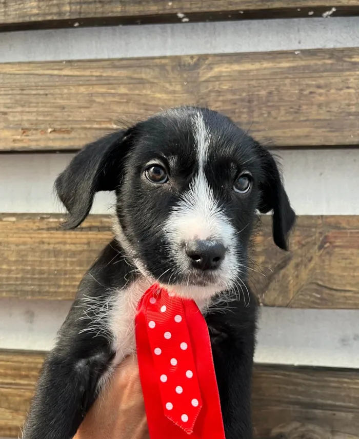 Cachorro ra a SRD-ViraLata idade 2 a 6 meses nome Pedro