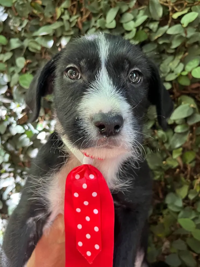 Cachorro ra a SRD-ViraLata idade 2 a 6 meses nome Pedro