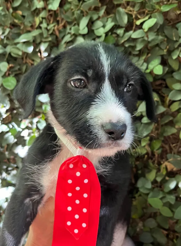 Cachorro ra a SRD-ViraLata idade 2 a 6 meses nome Pedro