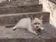 senhorzinho