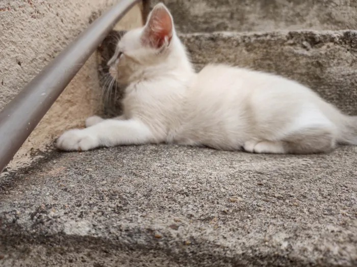 Gato ra a SRD-ViraLata idade 2 a 6 meses nome Bob 