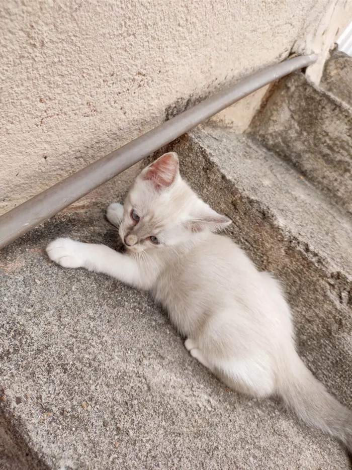 Gato ra a SRD-ViraLata idade 2 a 6 meses nome Bob 